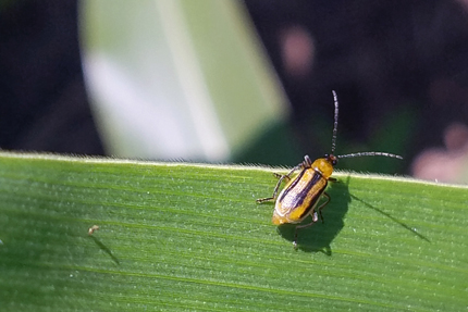 About Agronomy American Society Of Agronomy - 