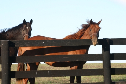 Feature Image Kentucky Horse Farm
