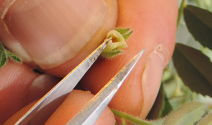 Chickpea with exposed stigma