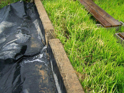 Hay dos tiras de plantas de arroz a la derecha y una lona de plástico negro que cubre una sección a la izquierda.