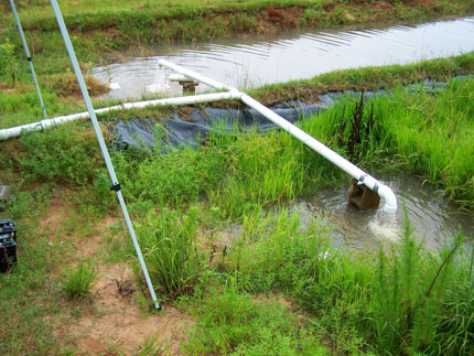 Una tubería de pvc en forma de T transporta el agua desde una zanja rectangular hasta un área de retención más pequeña rodeada de plantas de arroz.