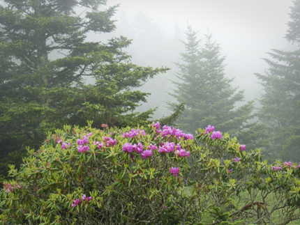 Bush con flores de color rosa. Árboles coníferos en el fondo.