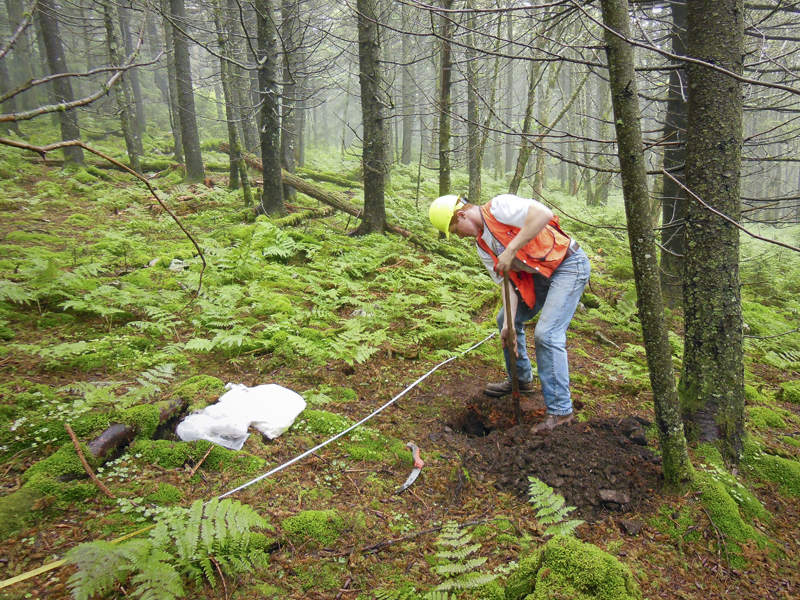 Forest soils recovering from effects of acid rain American Society of