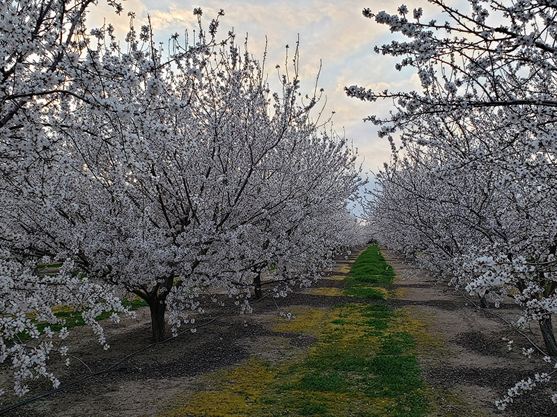 rows of blossoming almond trees in an orchard