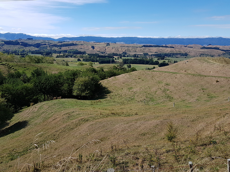Paisaje del país de la colina de la Isla Norte Central de Nueva Zelanda que apoya el cultivo de ovejas y carne de res. El nitrógeno del trébol compensa los requisitos de nitrógeno sintético. Crédito: James Hanly Paisaje campestre de la colina de Nueva Zelanda