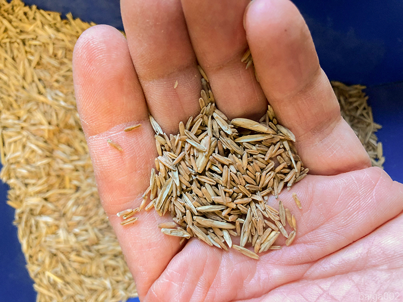 Variedad de pasto de trigo de grado alimenticio lanzada para uso público