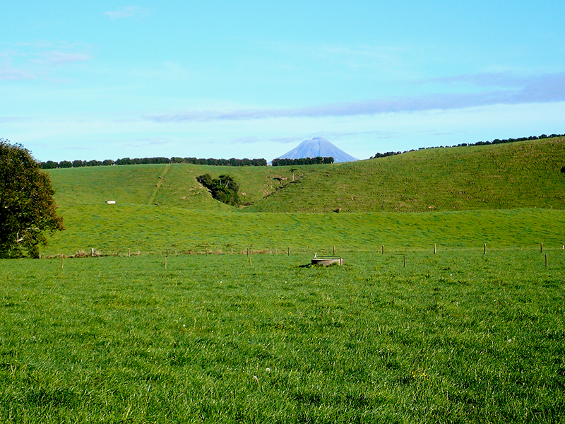 Pasto de centeno / trébol que crece en suelos fértiles alofánicos de Taranaki formados a partir de cenizas volcánicas en erupción por el monte. Taranaki al fondo. Los animales pastan pastos desarrollados en estos suelos durante todo el año. Crédito: Paramsothy Jeyakumar pastos con el monte. Taranaki al fondo