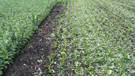 Faba beans cut for green manure