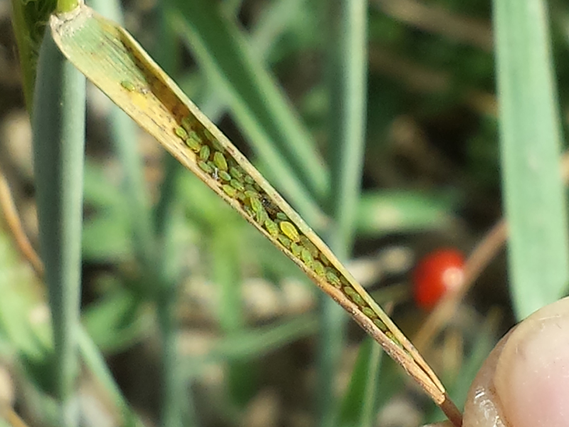Los pulgones también pueden afectar a otras plantas, como la cebada que se muestra aquí. Existen al menos cinco tipos únicos de pulgones en los EE. UU. La investigación tiene como objetivo desarrollar variedades de trigo de alto rendimiento con resistencia genética a todos los tipos. Crédito: Rahulkamar Patel trigo en hoja de cebada cola de zorra