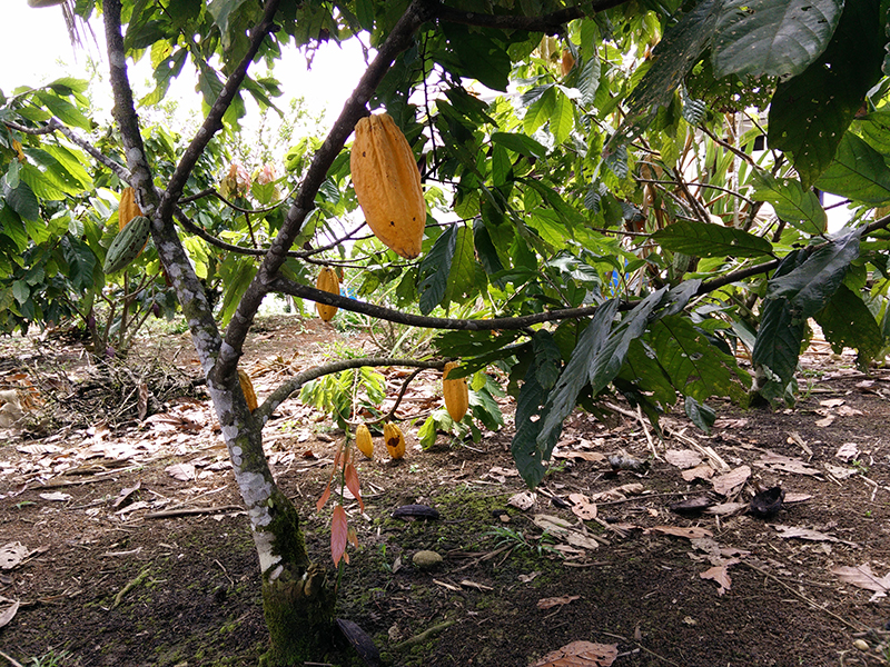 Reducir los niveles de cadmio en el cacao