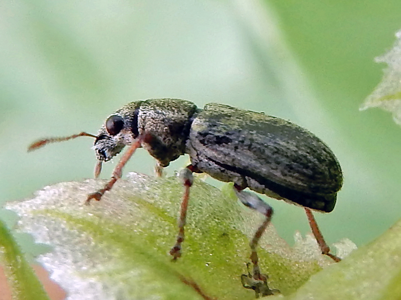 Breeding beans that resist weevils American Society of Agronomy