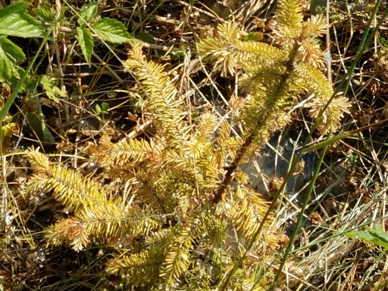 árbol de coníferas que muestra síntomas de estrés debido a la aplicación de biocarbón