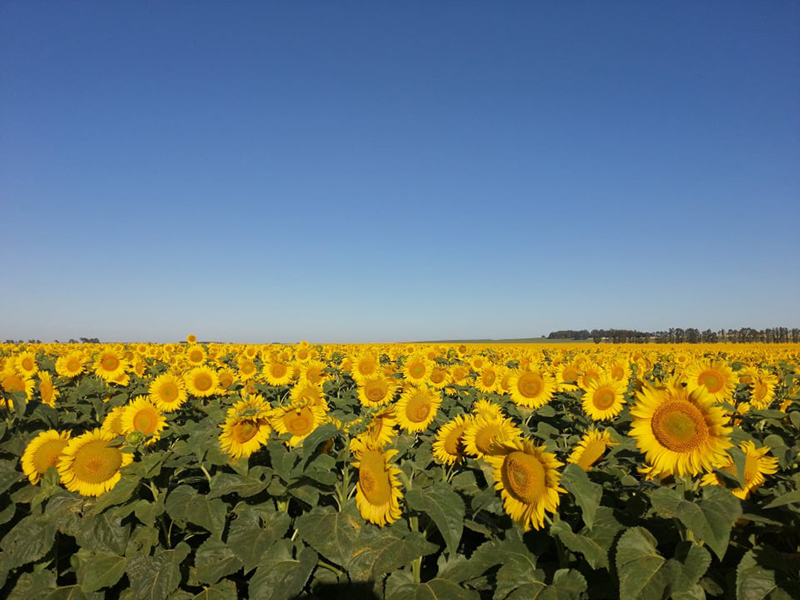 field of bright sunflowers with sky