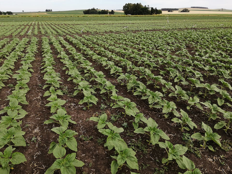 Al estimar mejor la disponibilidad de nitrógeno para el girasol, los científicos pueden recomendar tasas de fertilizantes nitrogenados para mejorar el rendimiento y minimizar los costos económicos y ambientales. Crédito: Nahuel Reussi Calvo campo de girasoles jóvenes