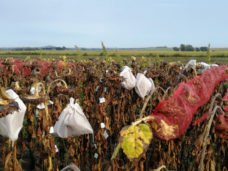 Investigadores en Argentina recolectaron semillas de girasol para medir la concentración de nitrógeno del grano. La concentración de nitrógeno del grano está determinada por la relación entre la disponibilidad de nitrógeno y el rendimiento de grano. Crédito: Nahuel Reussi Calvo cabezas de girasol muertas cubiertas en bolsas de malla