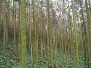 Cedar plantation