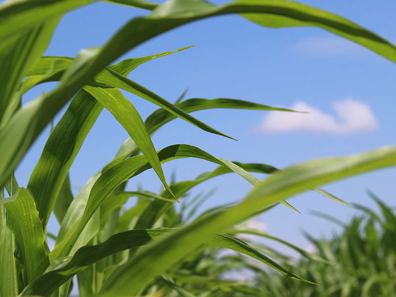El Northern Corn Belt en los Estados Unidos produjo 7 mil millones de bushels de maíz, que es más de la mitad de la cosecha total de maíz de Estados Unidos. Crédito: Debolina Chakraborty Cerca de hojas de maíz en un campo contra el cielo azul