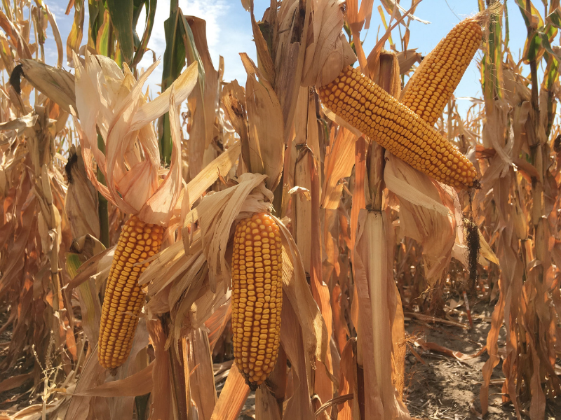 This single corn plant has four ears of corn at harvest time. Two grew on tillers – a few more than the typical single primary ear