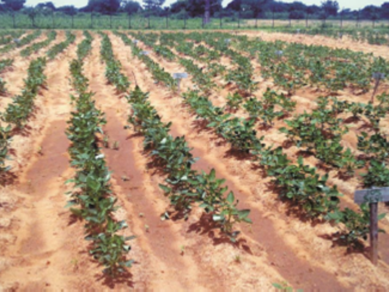 varias filas de plantas de caupí que crecen en el campo