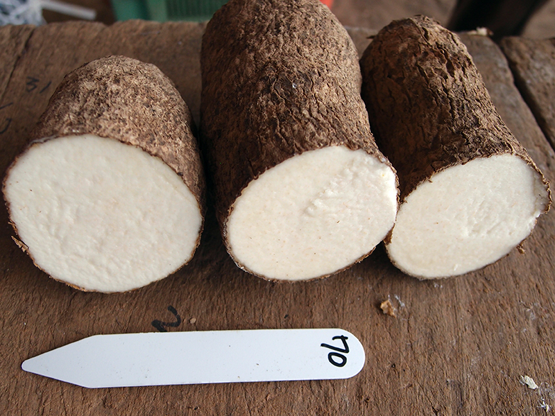 importance of yam