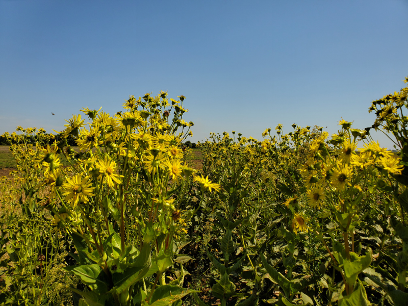 taza de plantas en el campo