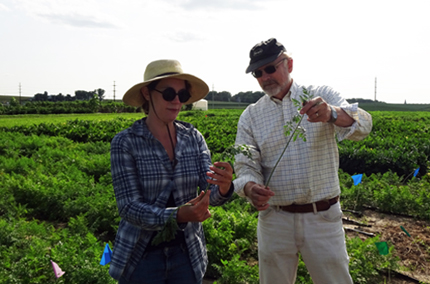 Carrot Breeder Philipp Simon (USDA-ARS, Madison WI) and graduate student Charlene Grahn explain their selection for stronger and more vigorous tops to improve carrot competition with weeds and ease of mechanical harvest. This complex trait is important for both conventional and organic production. Photo credit Micaela Colley / Organic Seed Alliance. Two researchers hold carrots, including tops, in the field