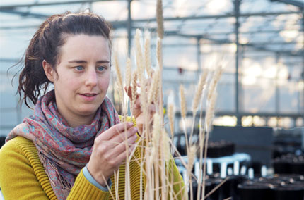 Female researcher in greenhouse examines yellowed wheat