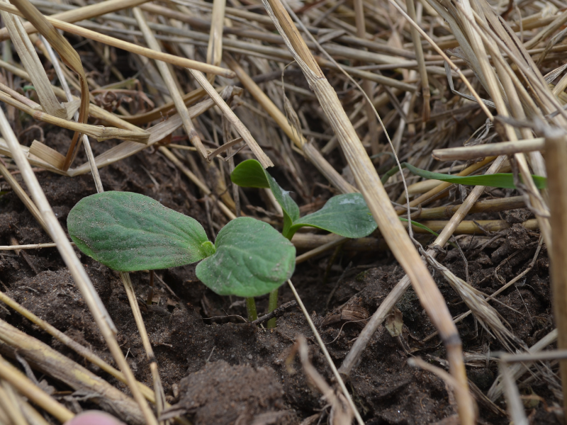 A green, pumpkin seedling growing surrounded by cover crops.