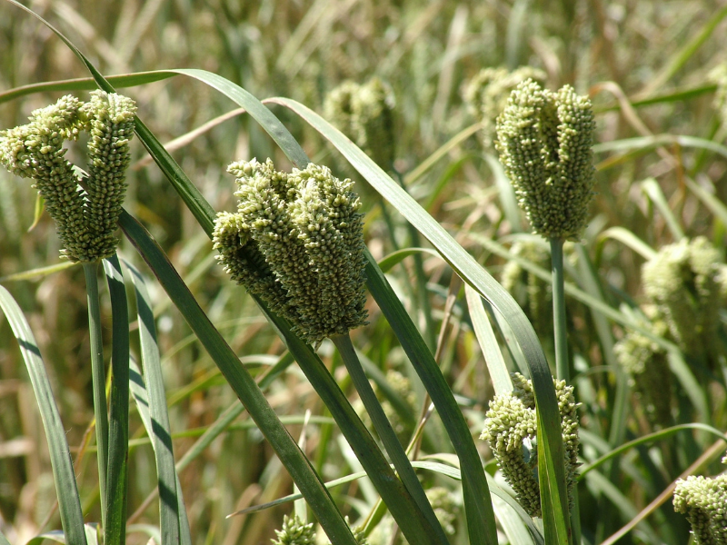 Decreasing the knowledge gap for finger millet American Society of