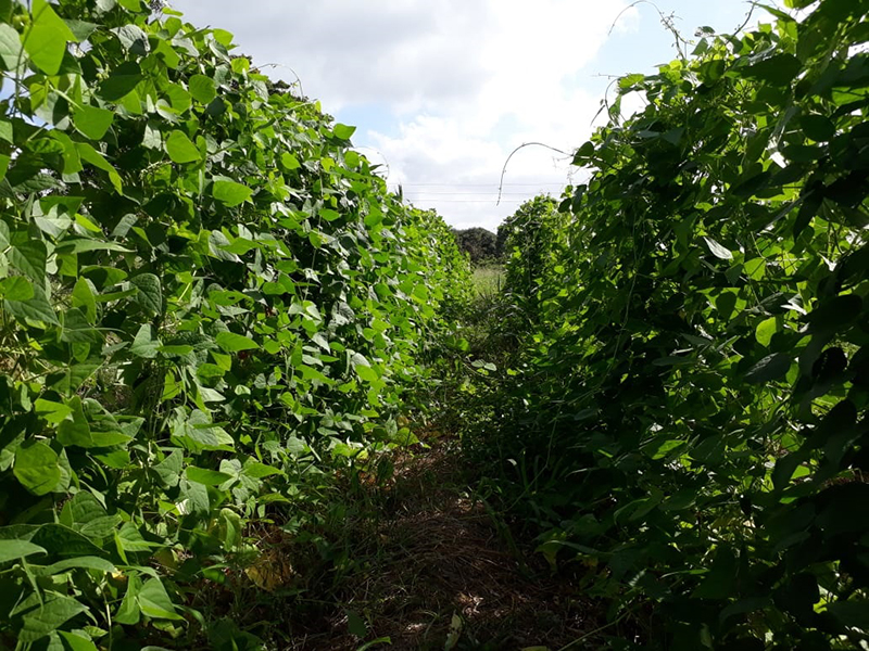 Newswise: Microbes Promote Lima Bean Growth