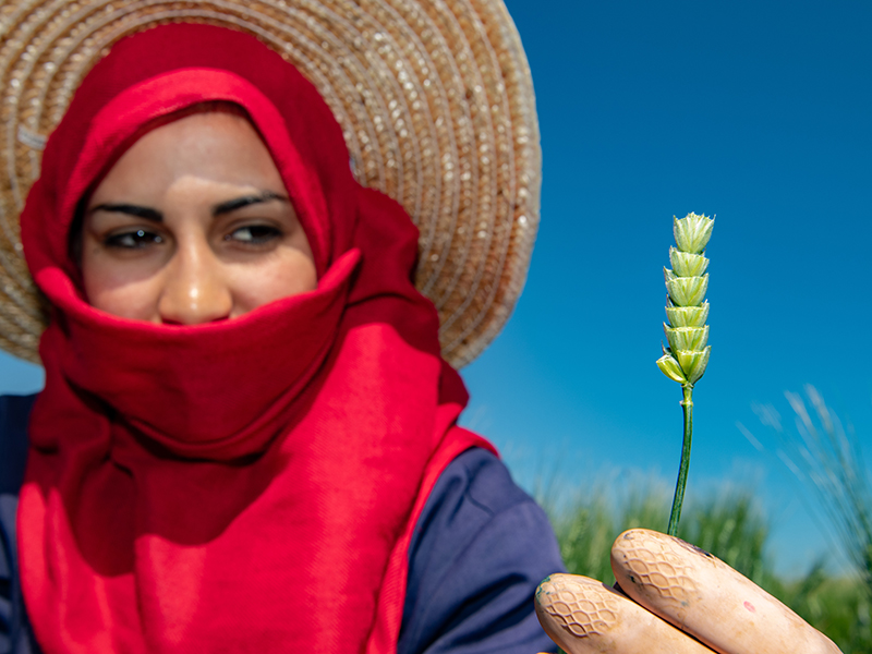 woman holding wheat stem