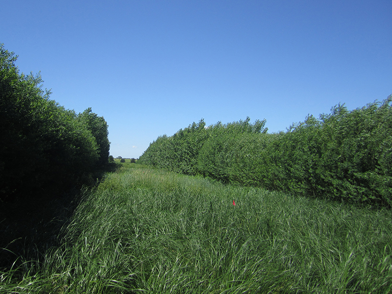 Allies In Alley Cropping Testing Tree And Grass Combinations American Society Of Agronomy