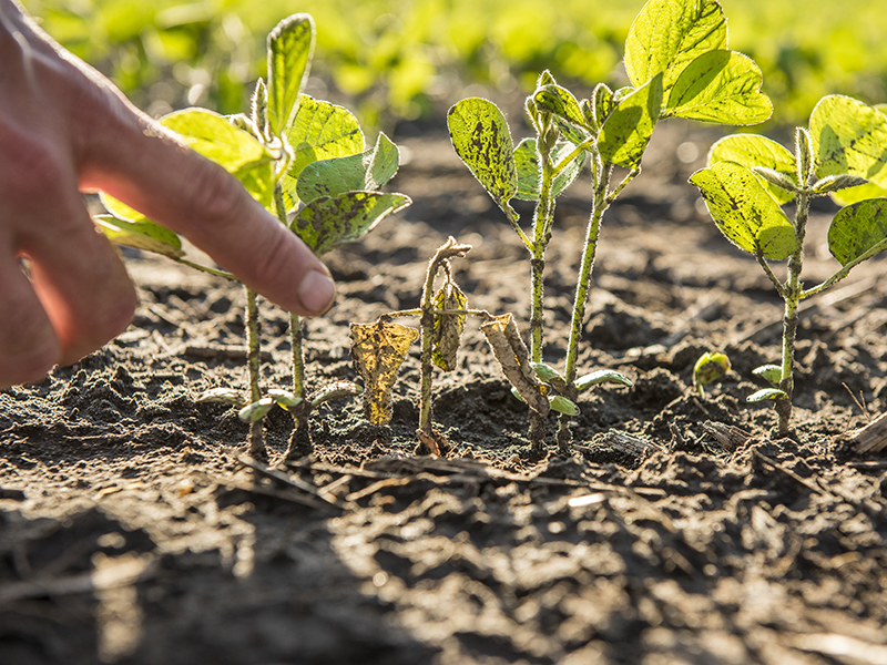 Durante la temporada de crecimiento en los campos de soja, hay desgaste - o muerte de plantas sin explicación - cada año. Esto es importante para tener en cuenta al calcular la tasa de siembra. Crédito: Corteva Agriscience plántulas de soja, una muerta en fila.