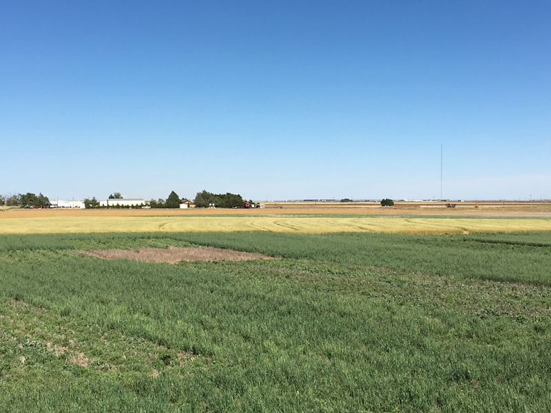 cultivo de cobertura en campo.