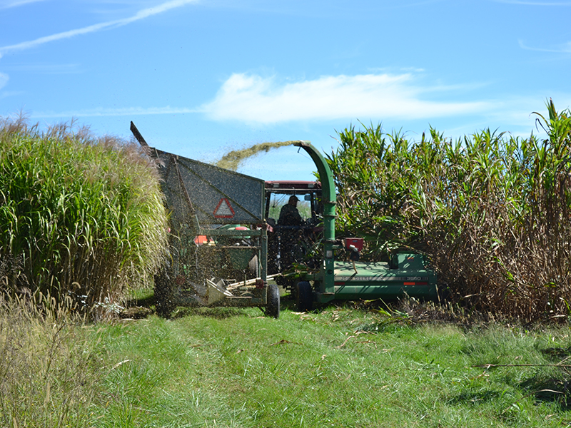 El equipo de investigación recolecta sorgo de biomasa utilizando un cortador de ensilaje mecánico en la Estación de Investigación Piedmont en Salisbury, Carolina del Norte. Crédito: Tommy Stephenson El cortador de ensilaje mecánico recolecta biomasa de sorgo