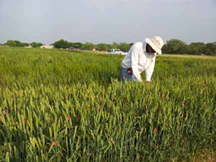 Tagging wheat plant heads in field