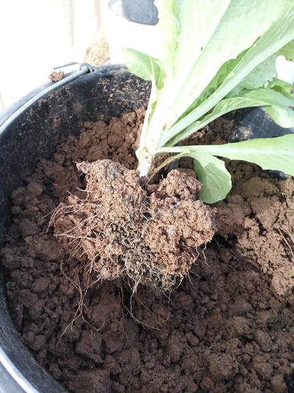Lechuga Con Raíces