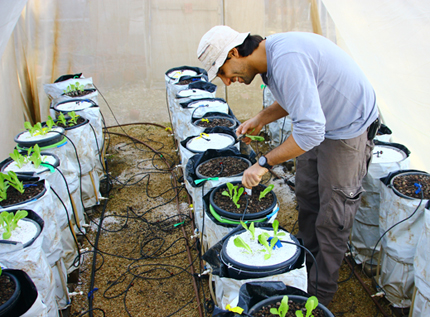 estudiante con gorra de béisbol trabajando con ollas llenas de lechuga en invernadero