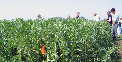 Scientists working in faba bean field