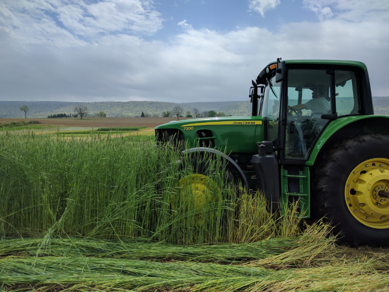 El tractor conduce a través del campo de las plantas de centeno con el cielo de fondo