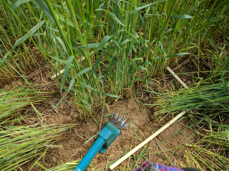 dos herramientas de mano en el suelo junto a las plantas de centeno en el campo