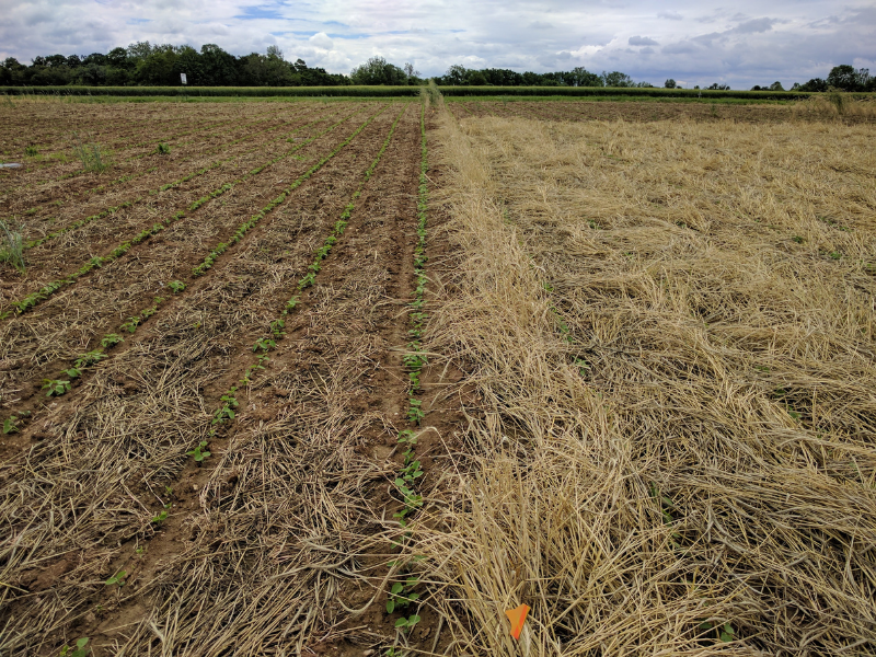 campo de centeno matado preplantado y plantación de cultivos de cobertura de centeno verde y pequeños cultivos de soja en crecimiento