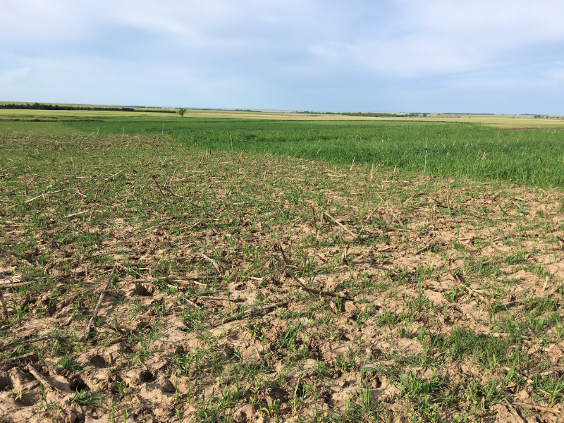 porciones pastoreadas y no pastoreadas del campo de cultivo de cobertura con el cielo de fondo