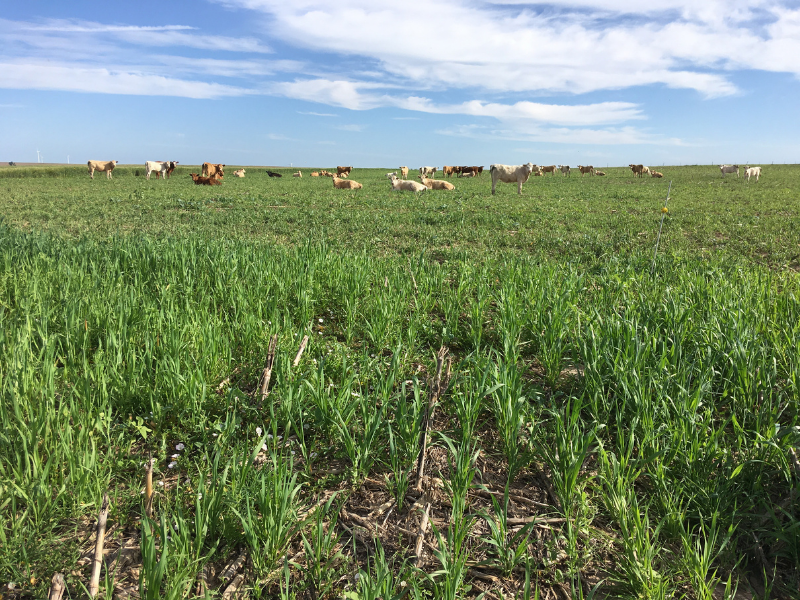 campo de cultivo de cobertura después del pastoreo de ganado con vacas y cielo en segundo plano