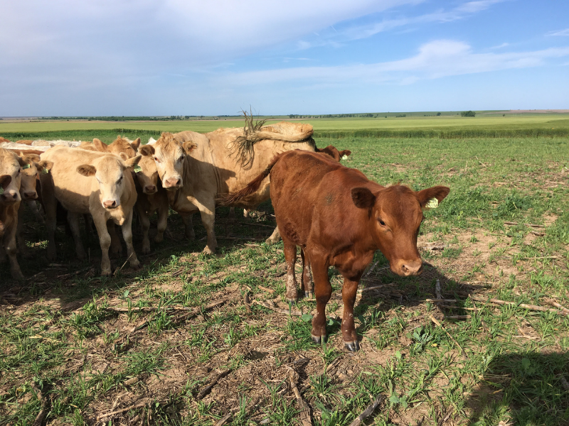 ganado de un año pastando en cultivos de cobertura plantados en primavera en el campo