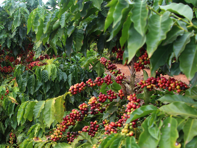 Managing the ups and downs of coffee production | American Society of Agronomy