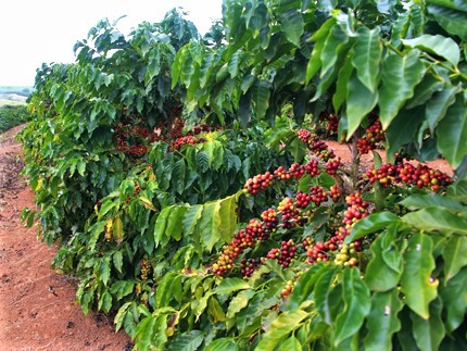 Cafetera Aranas
