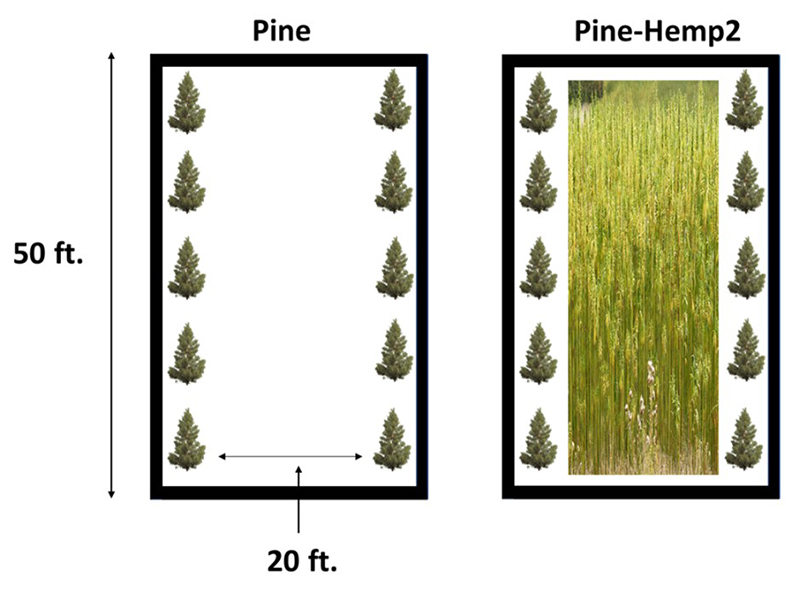 Graphic diagram showing hemp spacing between pines