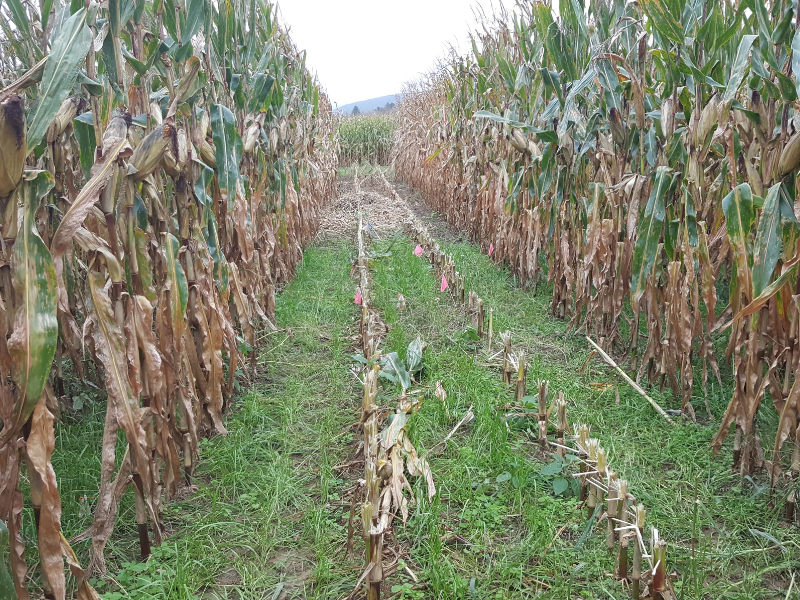 ryegrass cover crop growing between rows of corn