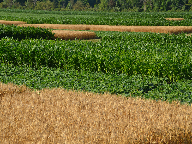 Benefits of wheat in cornsoybean crop rotations American Society of